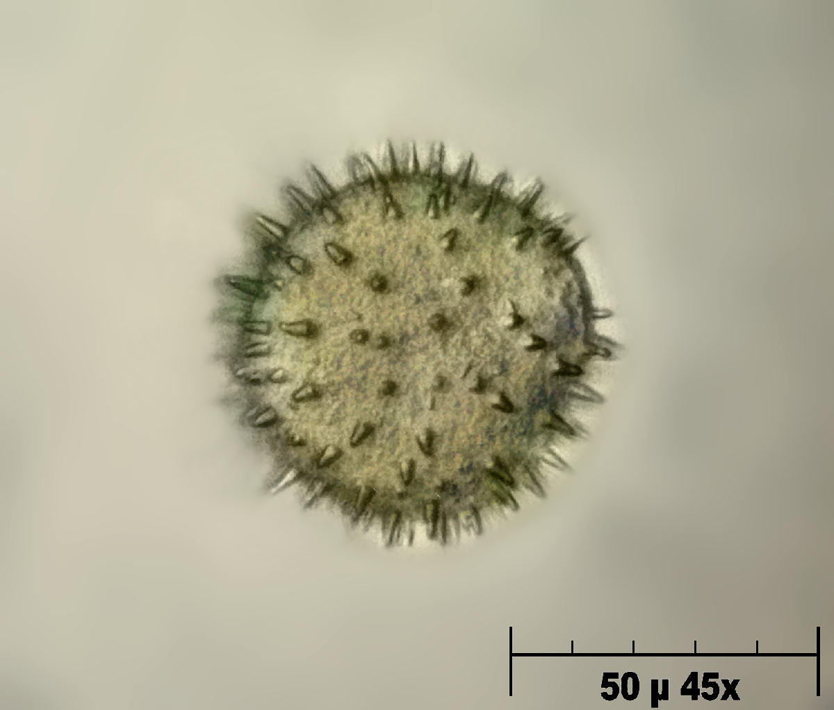 Nuphar luteum  -  polline